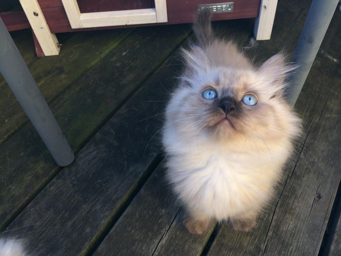 Ragamuffin Russell Crowe Of Black Oak billede 6