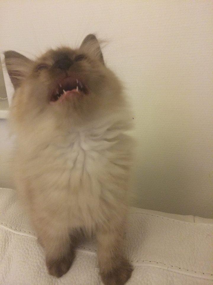 Ragamuffin Russell Crowe Of Black Oak billede 7