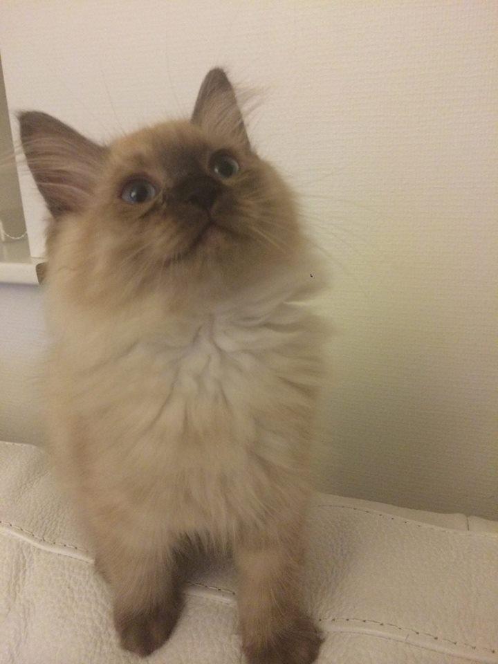 Ragamuffin Russell Crowe Of Black Oak billede 8