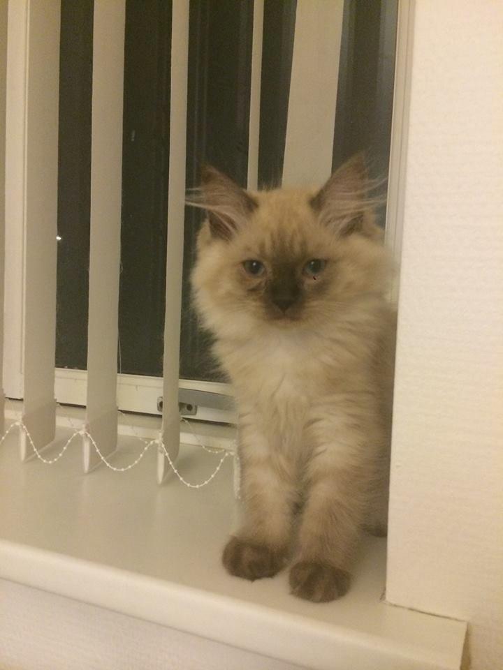 Ragamuffin Russell Crowe Of Black Oak billede 9