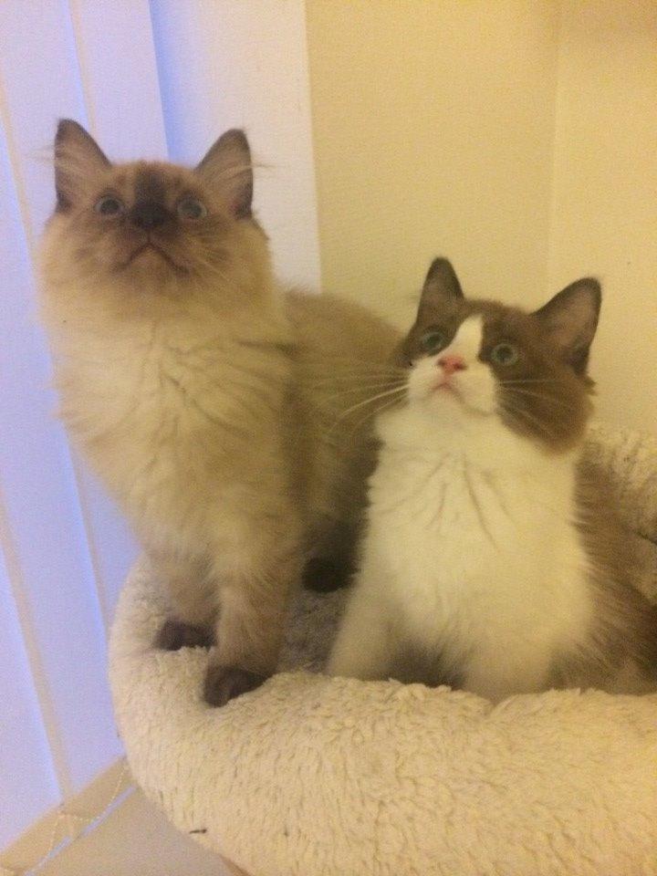 Ragamuffin Russell Crowe Of Black Oak billede 10