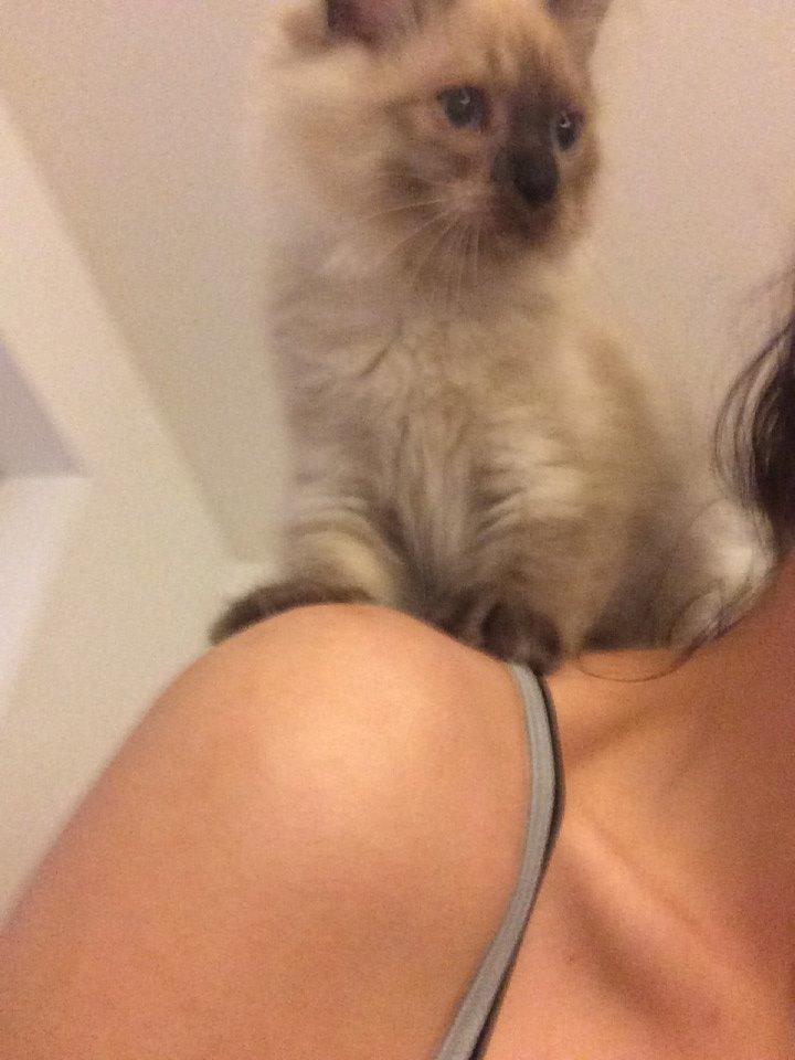 Ragamuffin Russell Crowe Of Black Oak billede 11