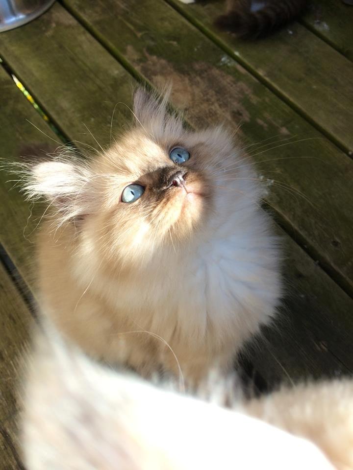 Ragamuffin Russell Crowe Of Black Oak billede 5