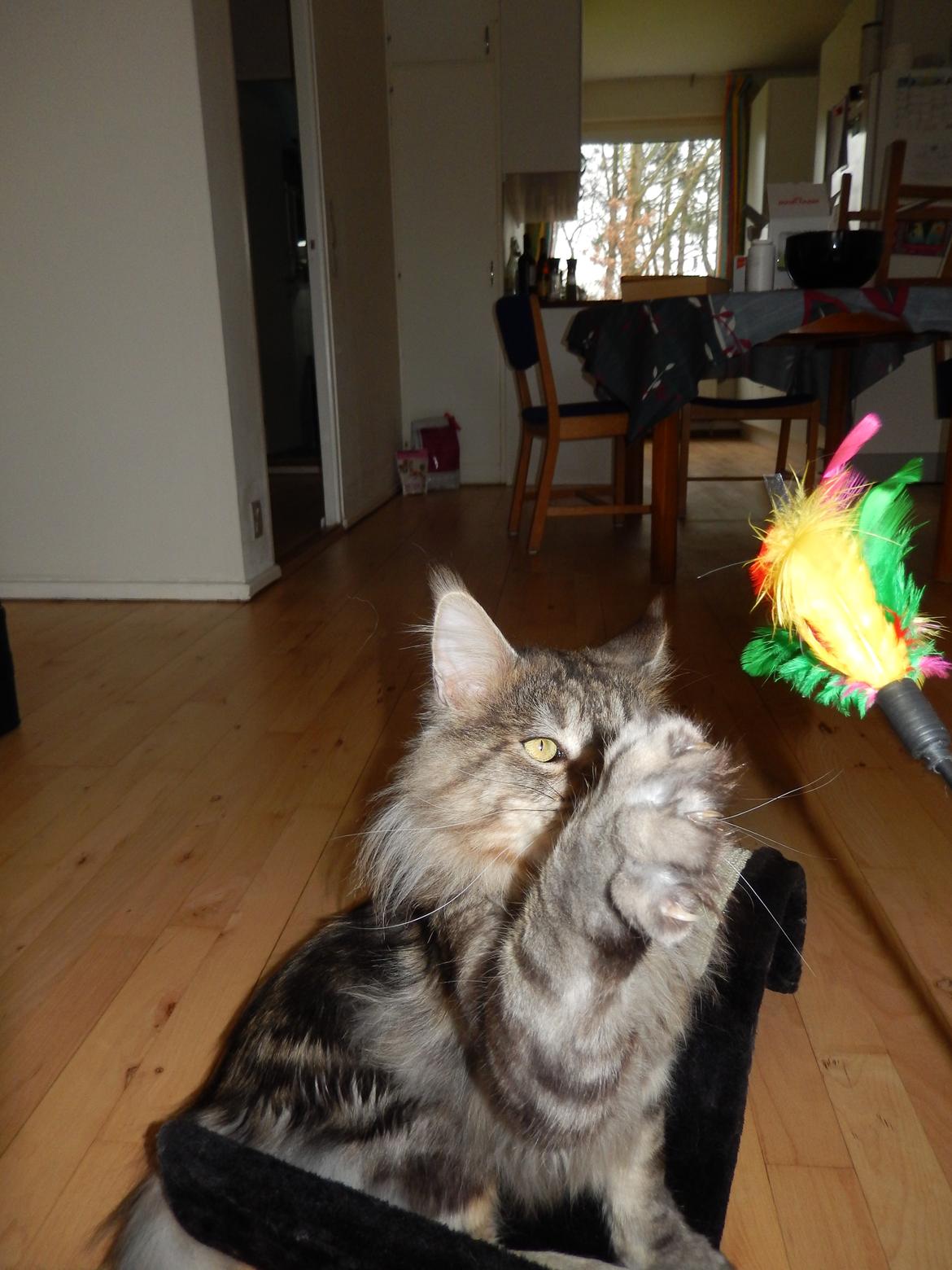 Maine Coon Jungle Mans Darth Vader billede 2