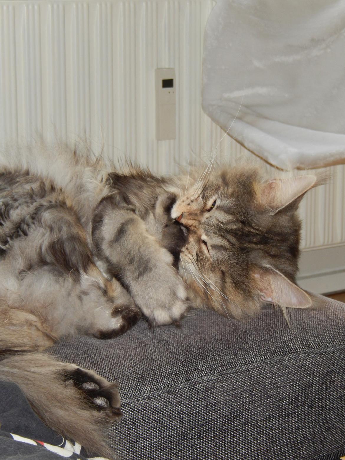 Maine Coon Jungle Mans Darth Vader billede 7