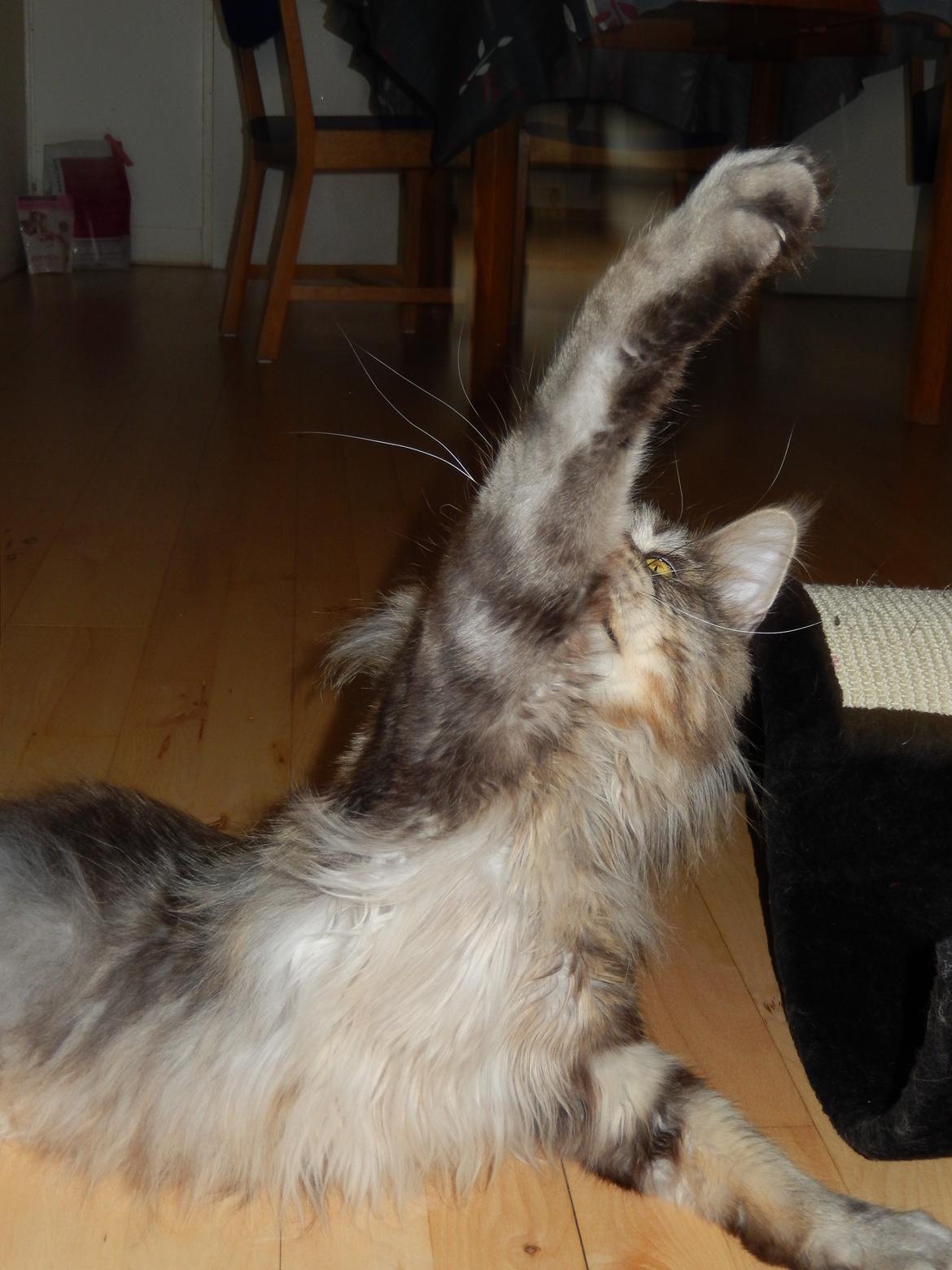 Maine Coon Jungle Mans Darth Vader billede 3