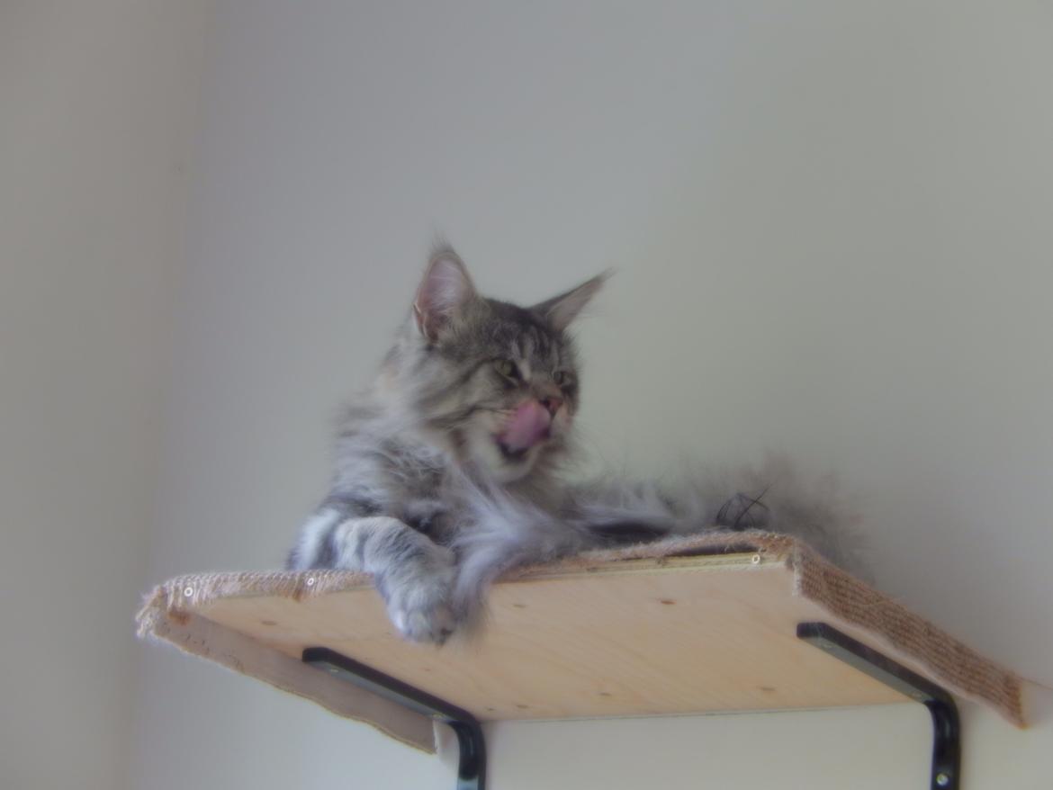 Maine Coon Jungle Mans Darth Vader billede 9