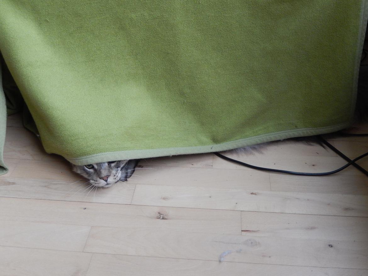 Maine Coon Jungle Mans Darth Vader billede 10