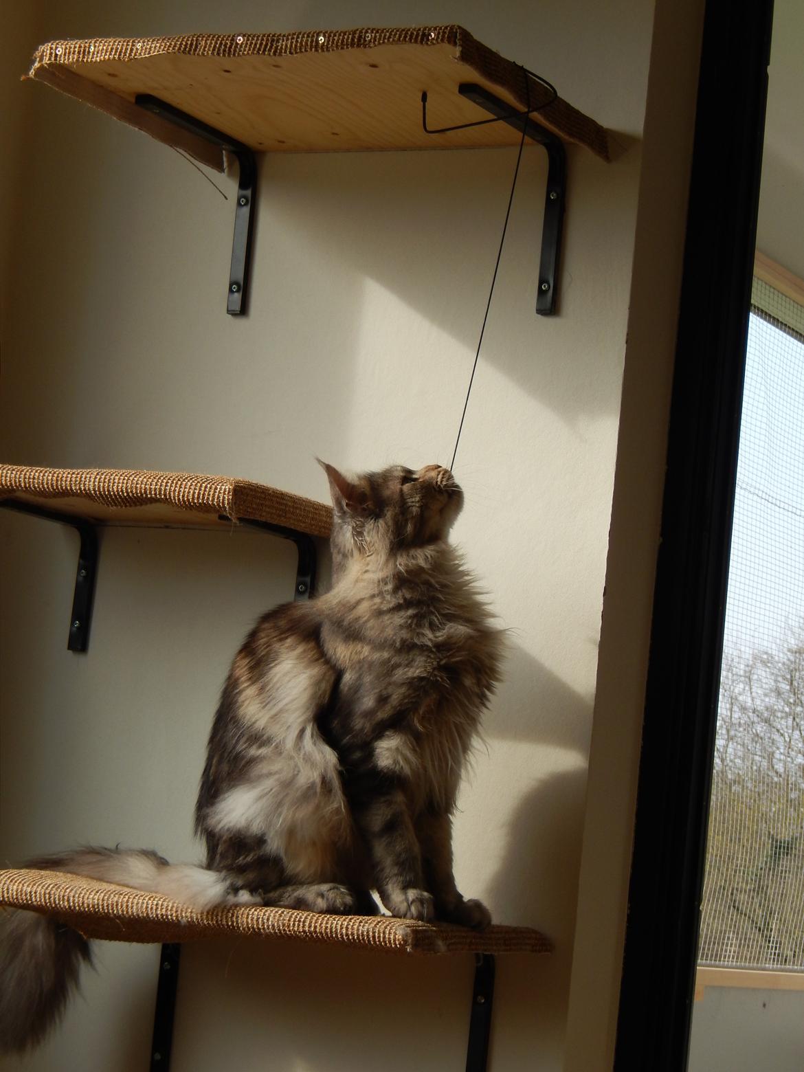 Maine Coon Jungle Mans Darth Vader billede 8