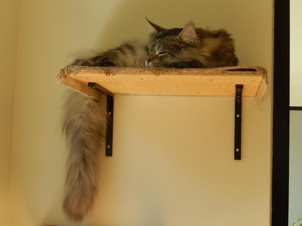 Maine Coon Jungle Mans Darth Vader billede 12