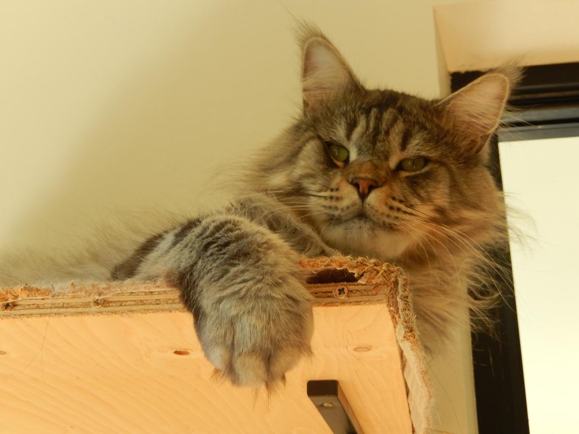 Maine Coon Jungle Mans Darth Vader billede 13