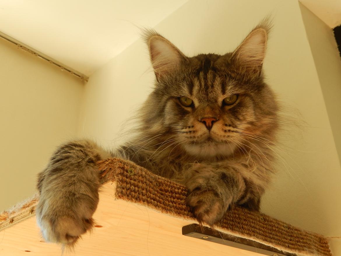 Maine Coon Jungle Mans Darth Vader billede 14