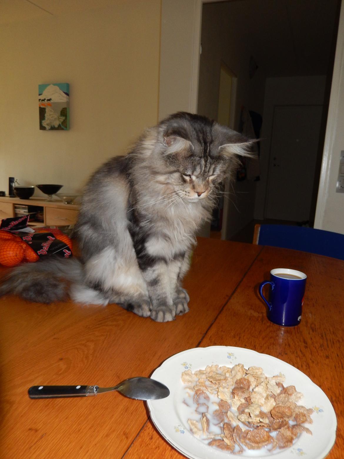 Maine Coon Jungle Mans Darth Vader billede 17