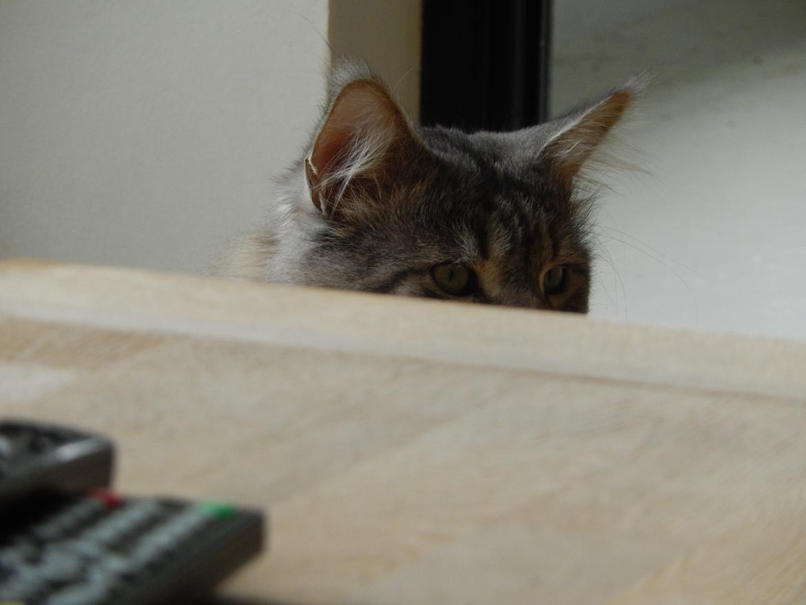 Maine Coon Jungle Mans Darth Vader billede 18