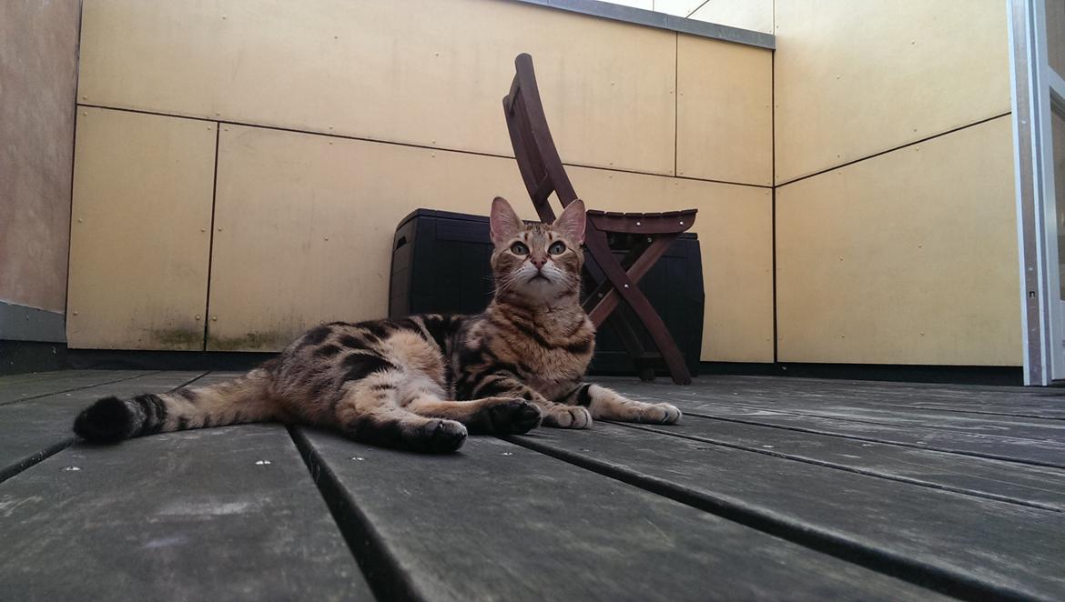 Bengal DK Efeuenborg's Sakura (Svigermors) billede 2