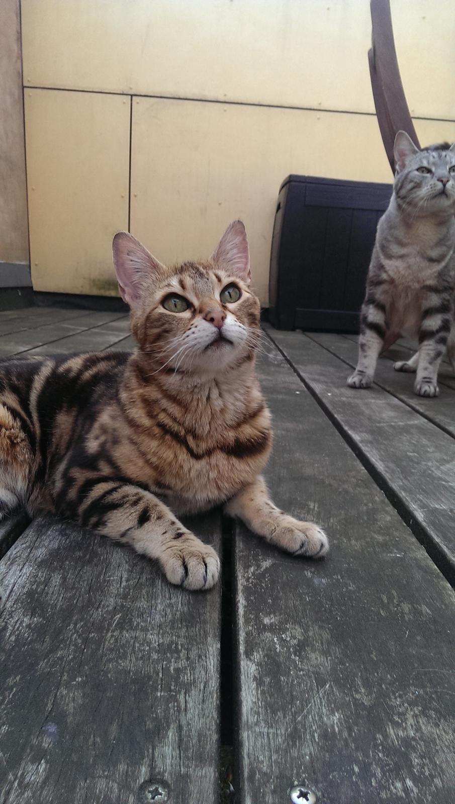 Bengal DK Efeuenborg's Sakura (Svigermors) billede 3