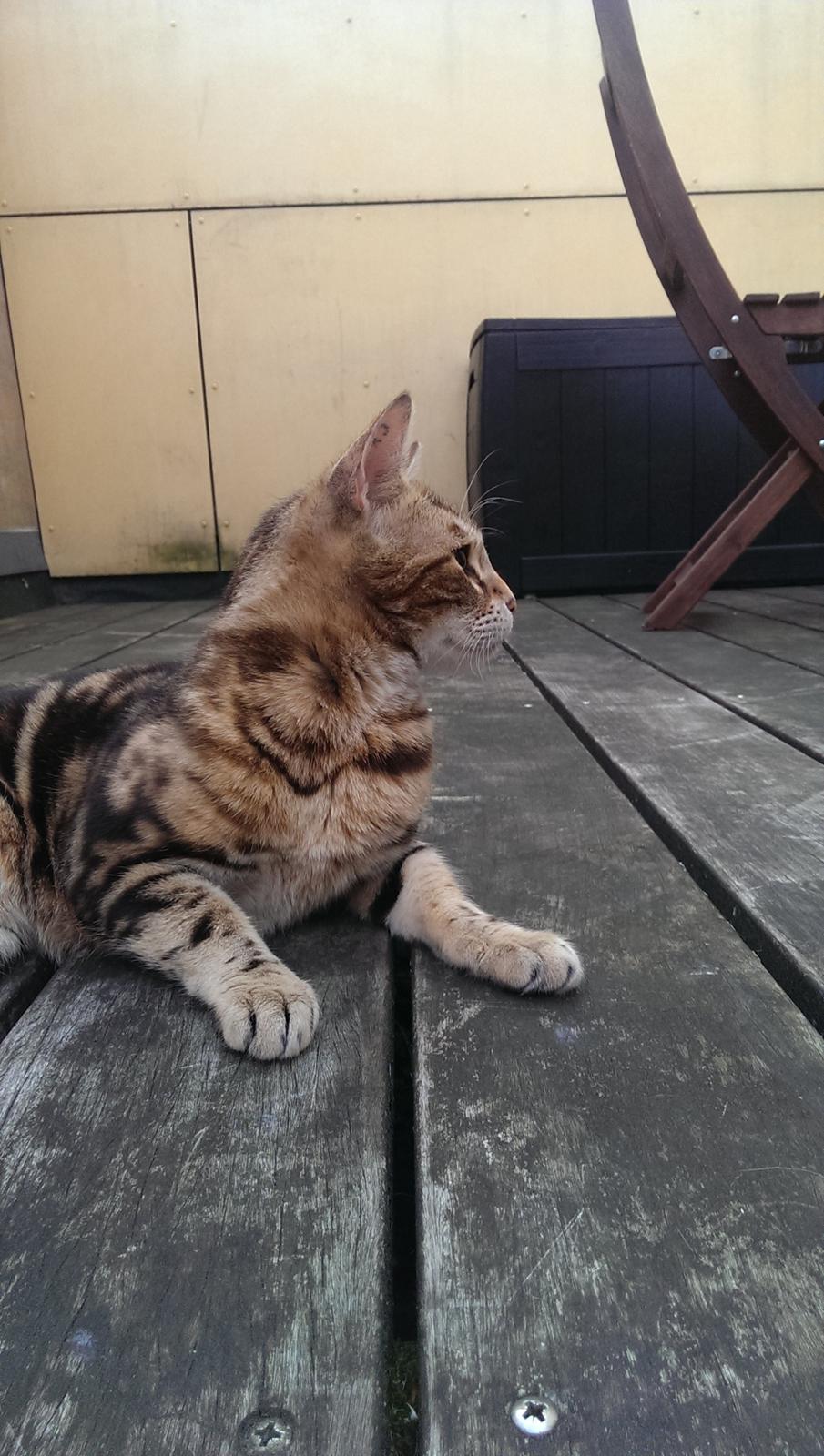 Bengal DK Efeuenborg's Sakura (Svigermors) billede 6