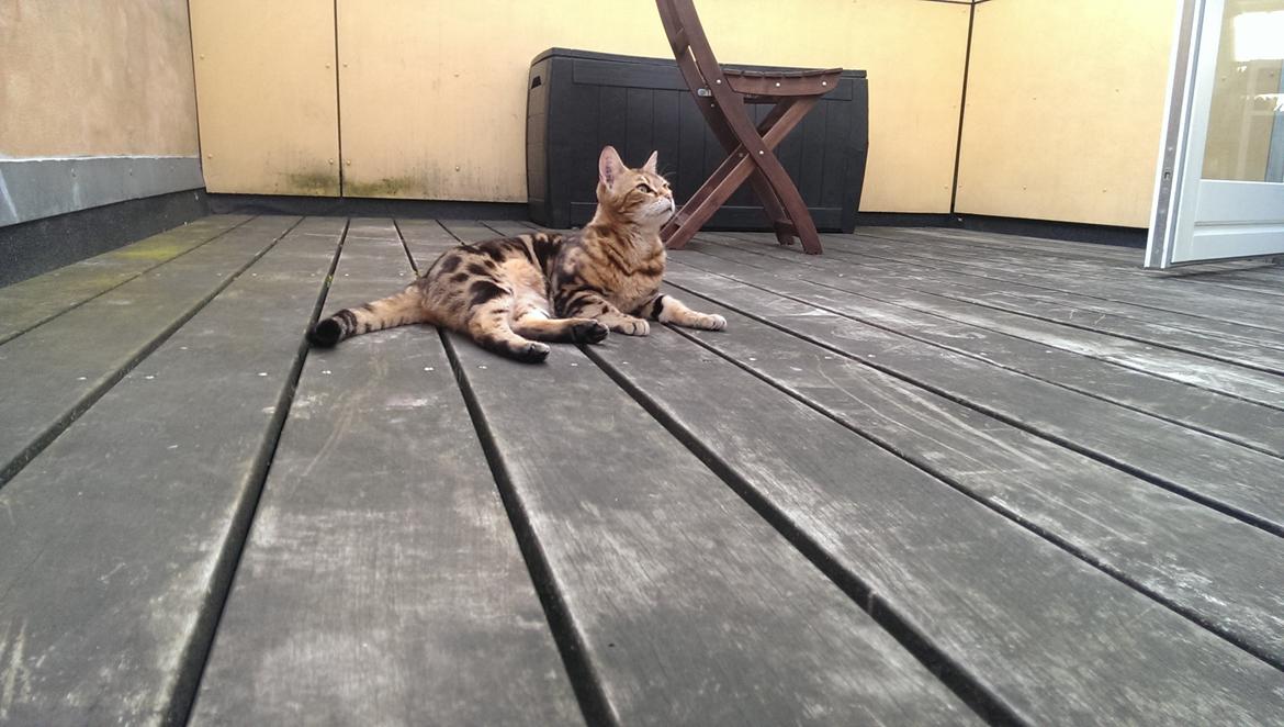 Bengal DK Efeuenborg's Sakura (Svigermors) billede 7