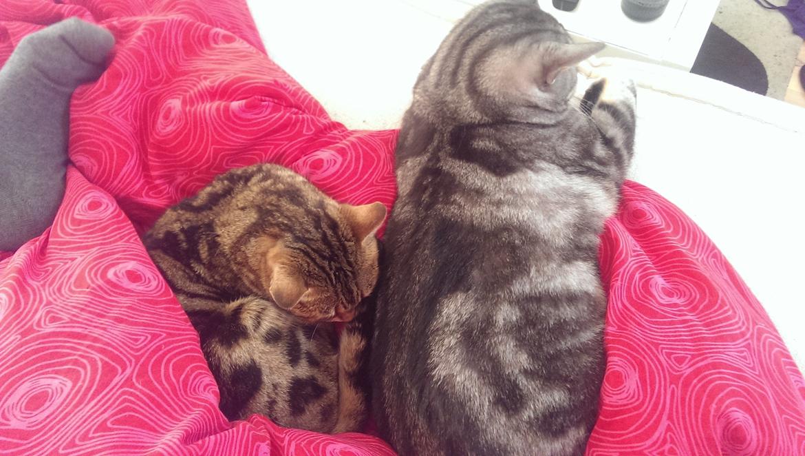 Bengal DK Efeuenborg's Sakura (Svigermors) billede 9