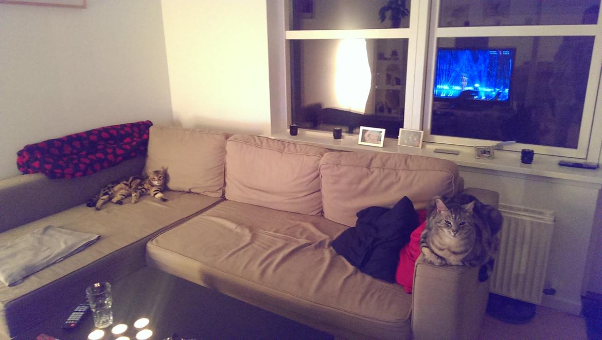 Bengal DK Efeuenborg's Sakura (Svigermors) - Der blev set MGP :) billede 10