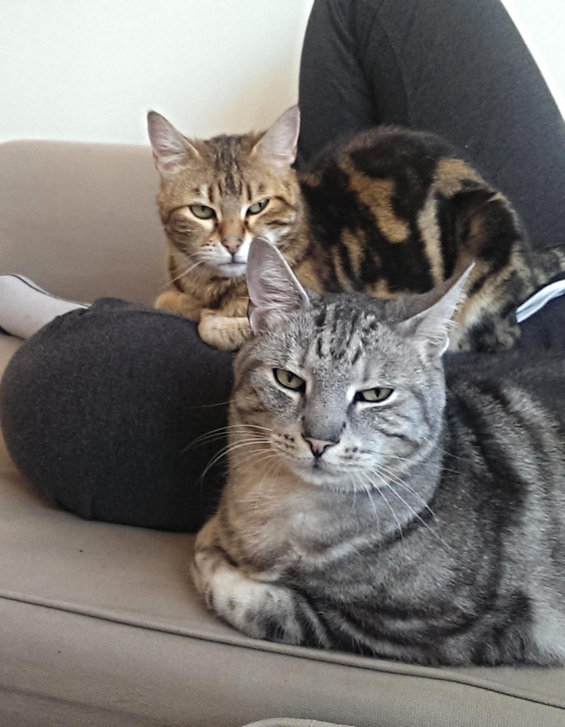 Bengal DK Efeuenborg's Sakura (Svigermors) - Hygger med mor :) billede 11