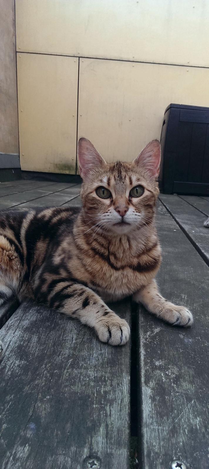 Bengal DK Efeuenborg's Sakura (Svigermors) billede 1