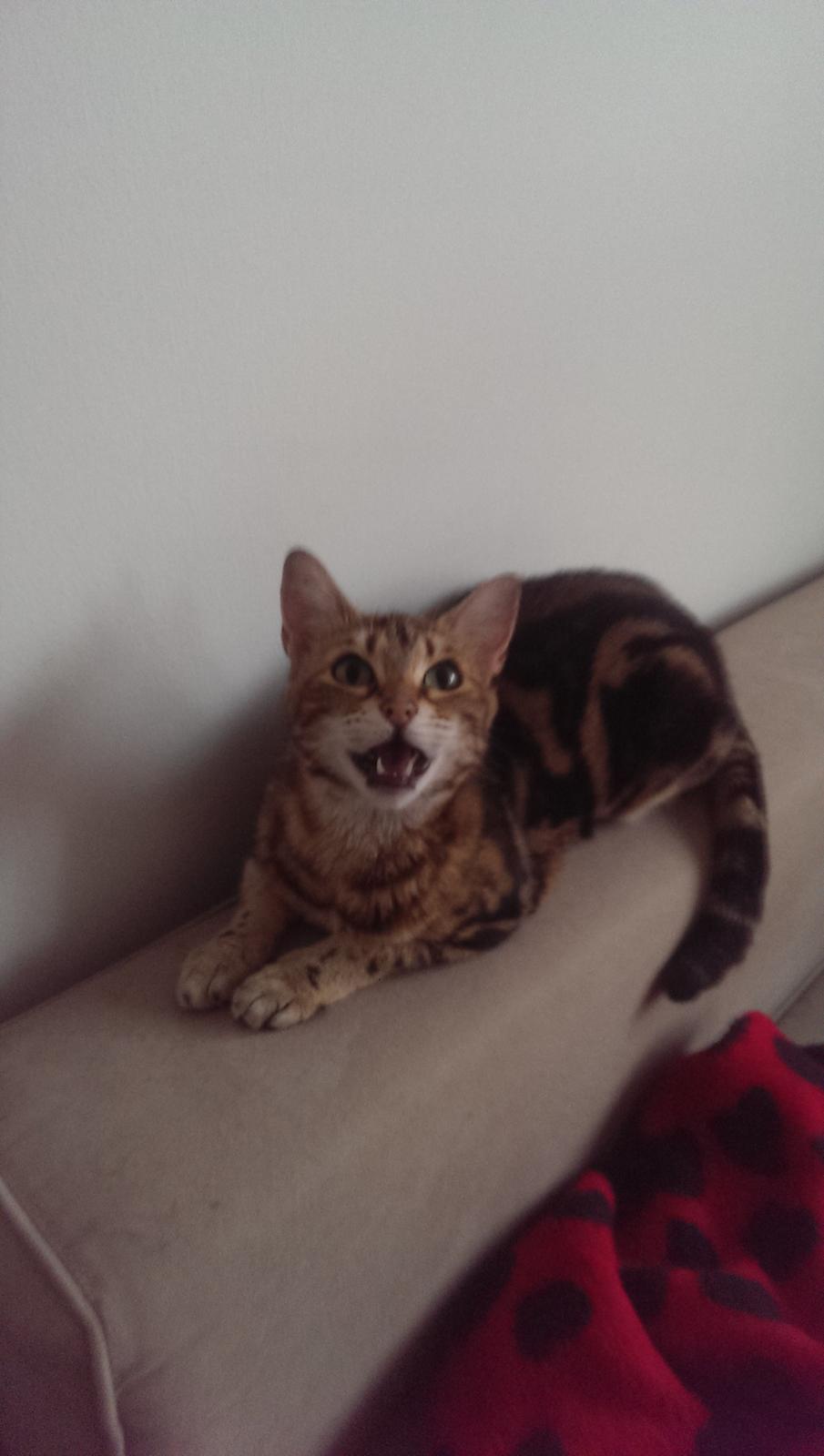 Bengal DK Efeuenborg's Sakura (Svigermors) - MIAAAAV billede 4