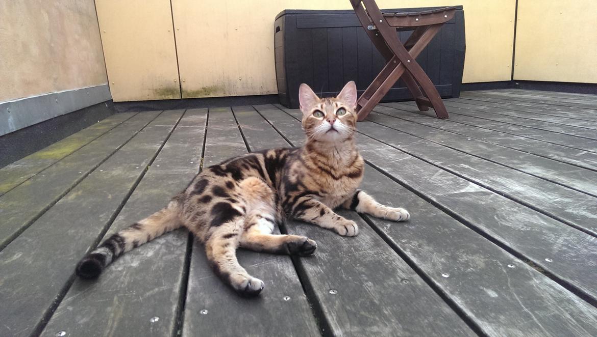 Bengal DK Efeuenborg's Sakura (Svigermors) billede 12