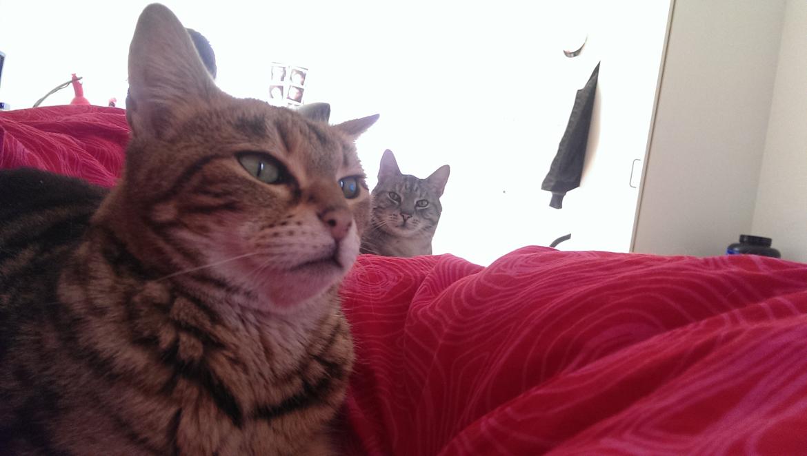 Bengal DK Efeuenborg's Sakura (Svigermors) - PHOTOBOMB! billede 13