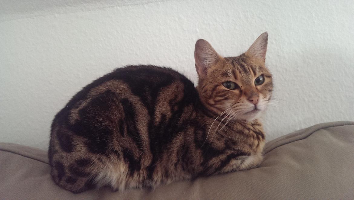 Bengal DK Efeuenborg's Sakura (Svigermors) - Første dag vi fik hende :) billede 14