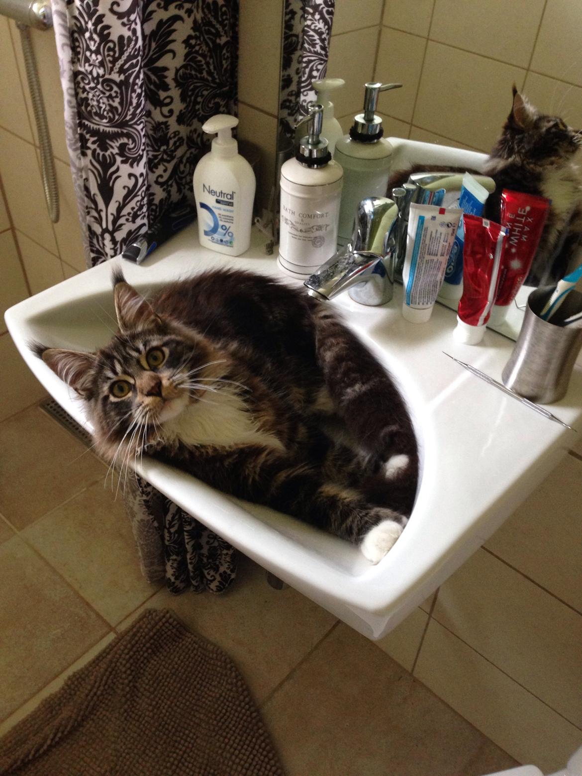 Maine Coon Chacoons Night Moon Puma PP billede 17