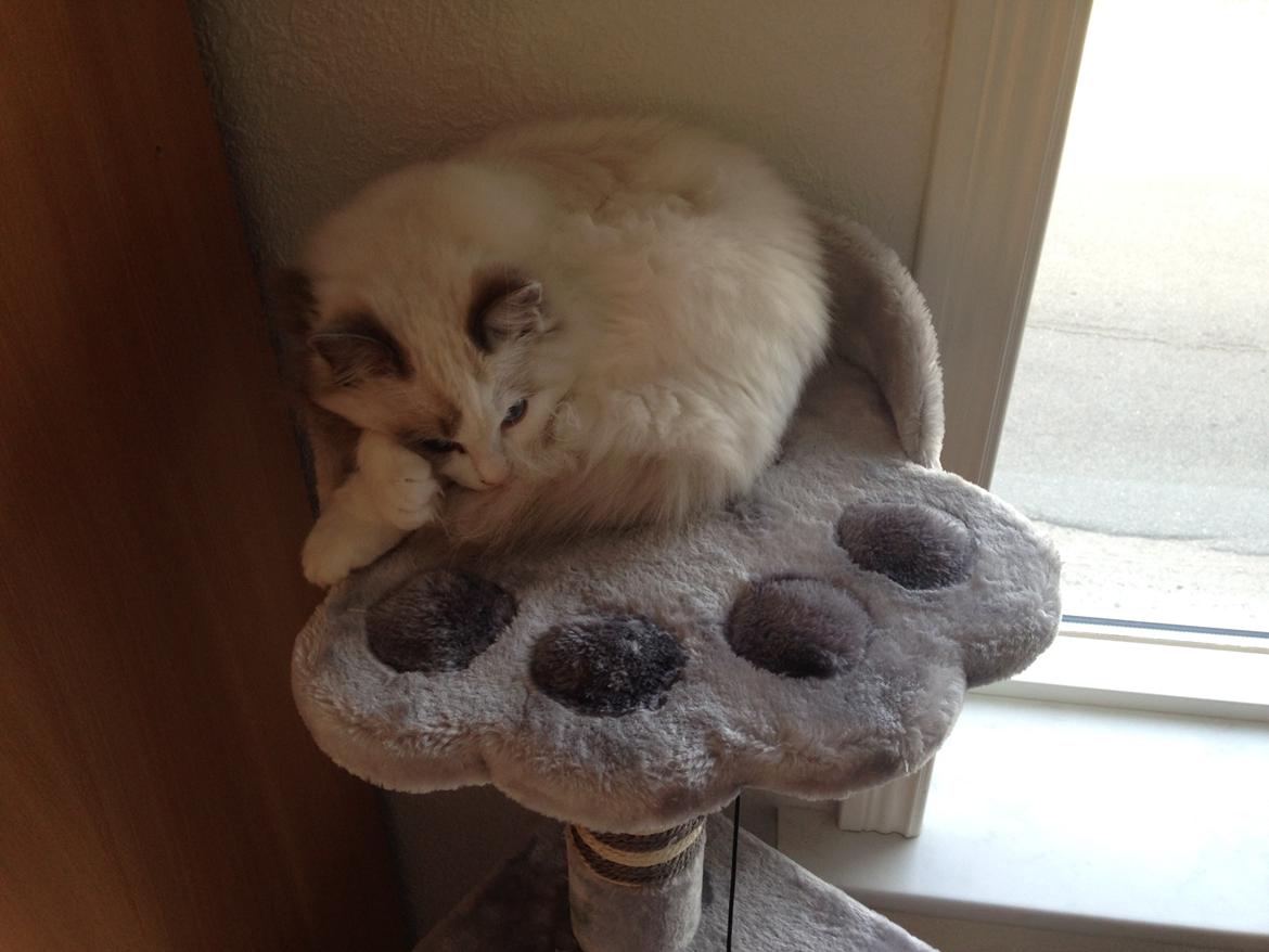 Ragdoll Dk Jaquet Piper Heidsieck billede 17