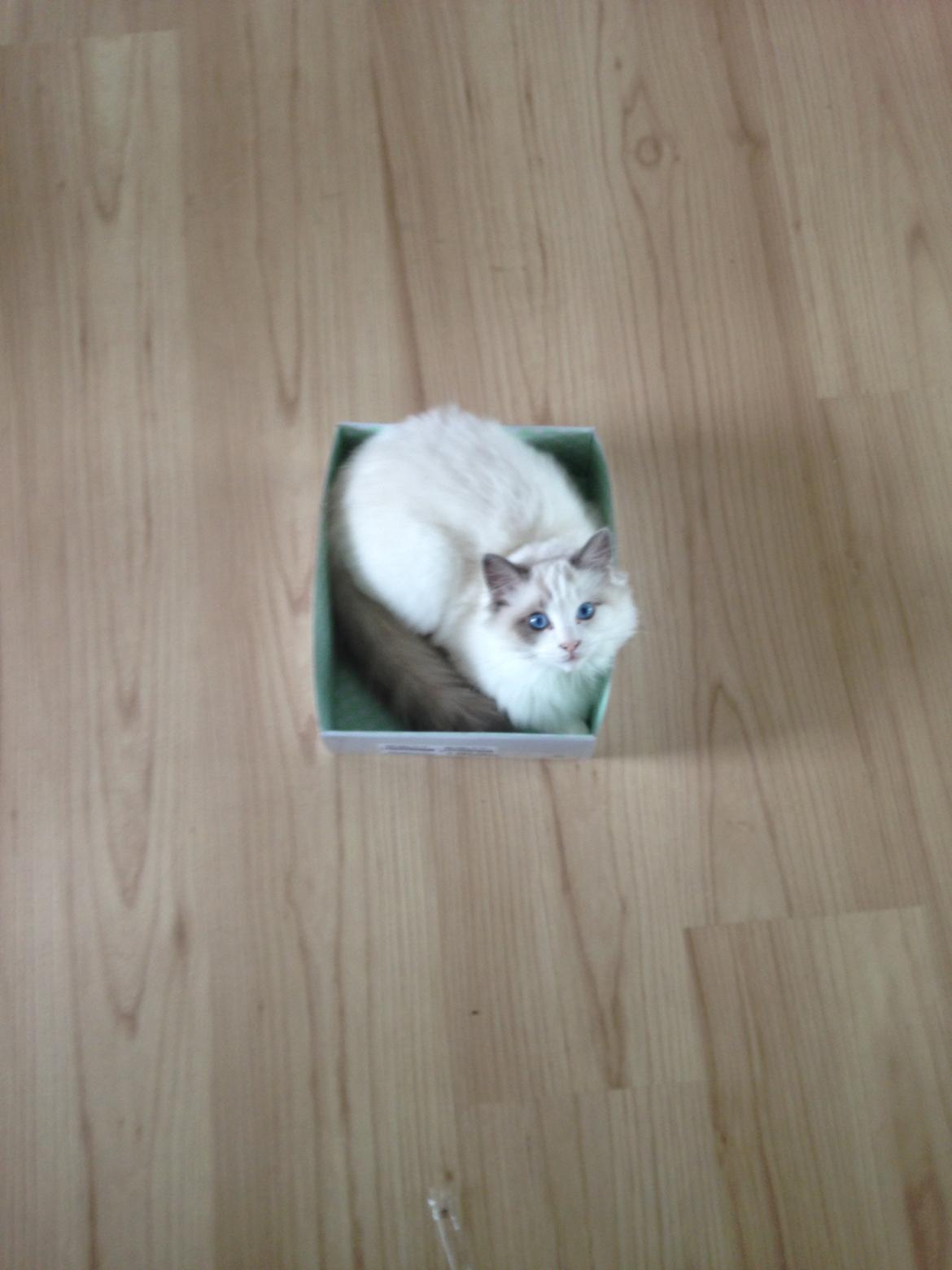 Ragdoll Dk Jaquet Piper Heidsieck - her kan jeg sagtens være... billede 18