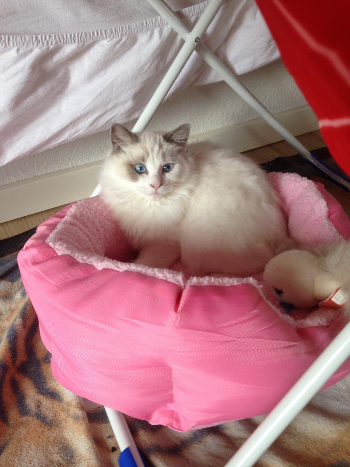 Ragdoll Dk Jaquet Piper Heidsieck billede 19