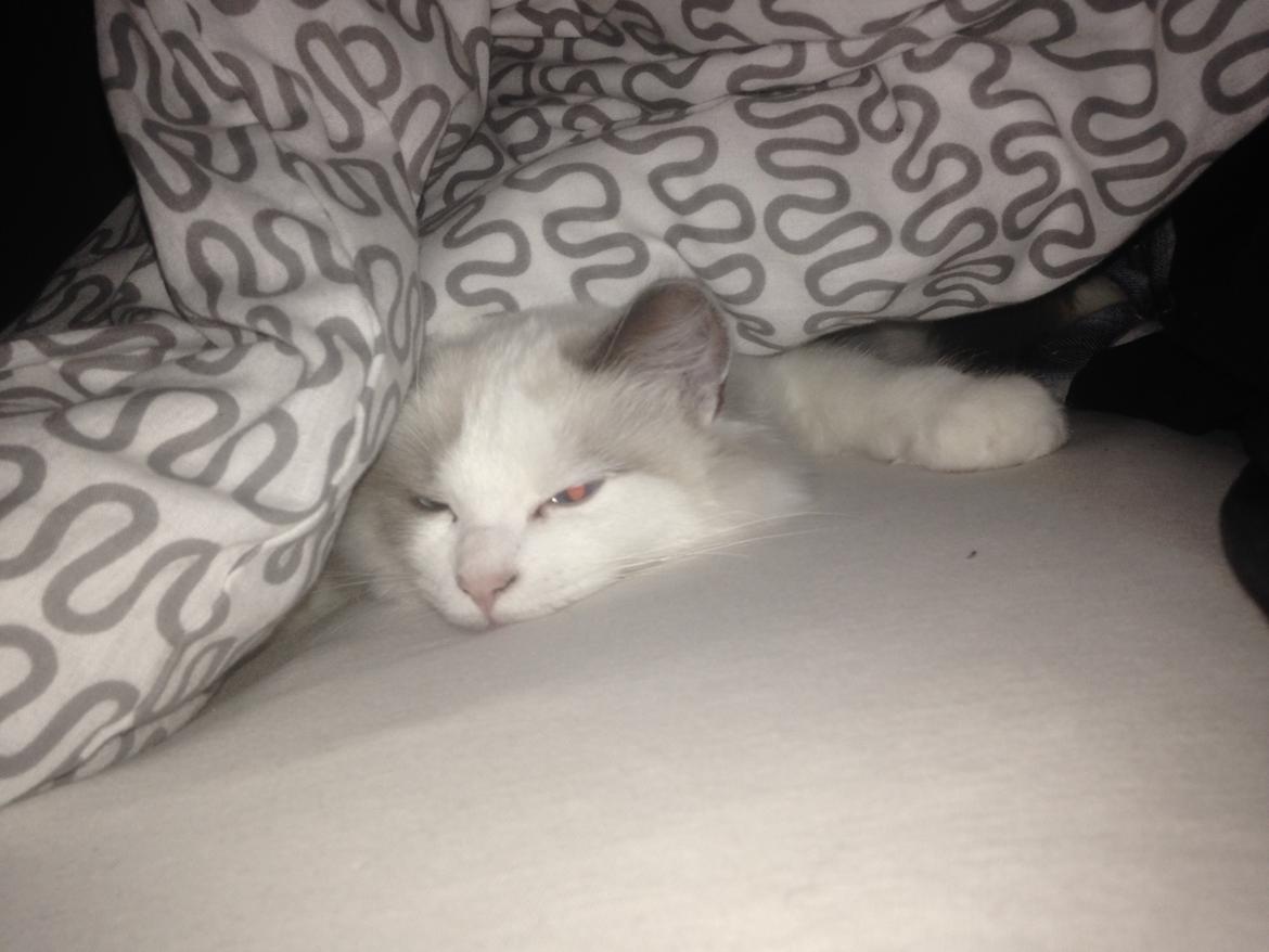 Ragdoll Dk Jaquet Piper Heidsieck billede 20