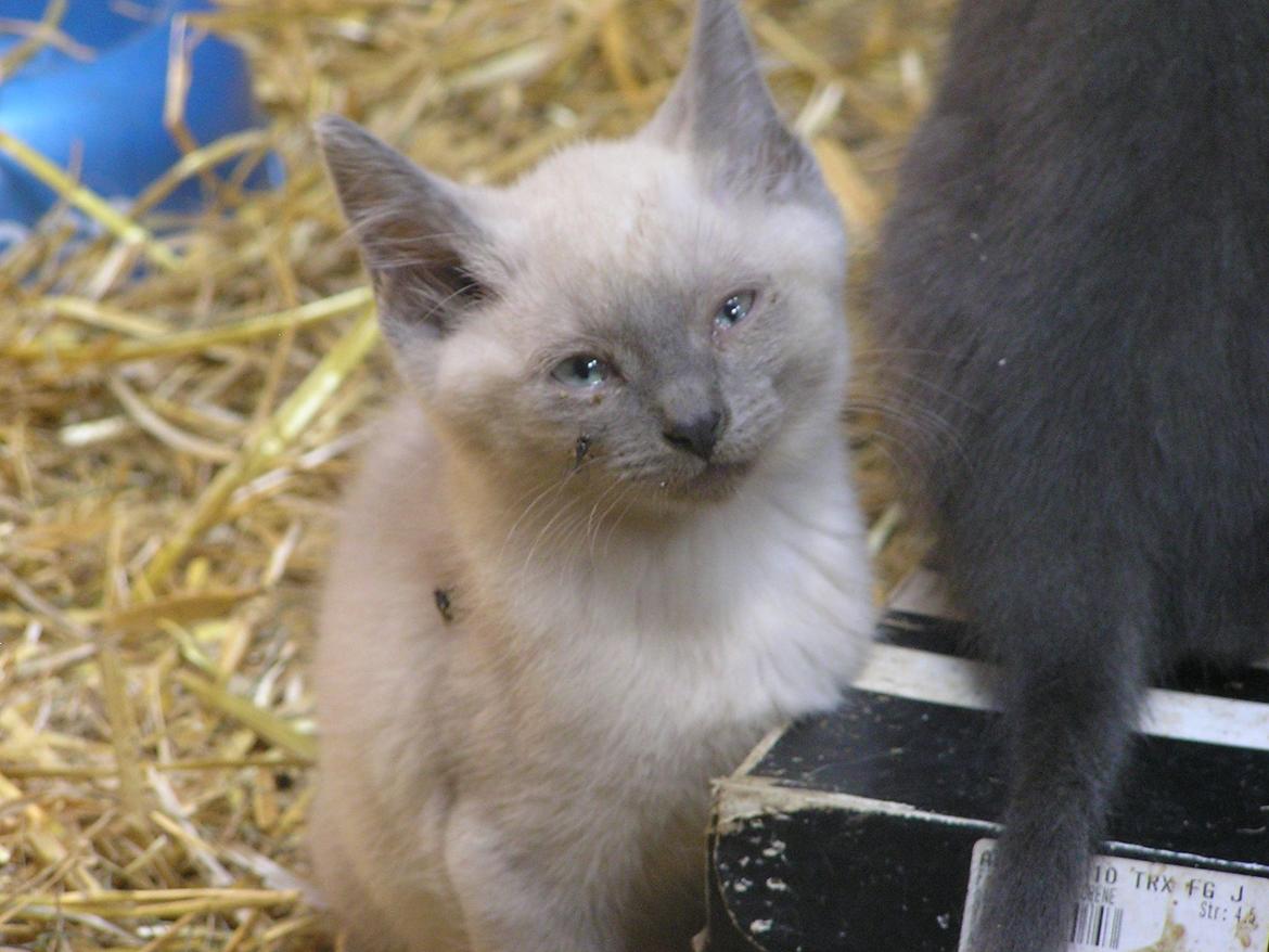 Blanding af racer kildelunds hvidkål billede 1