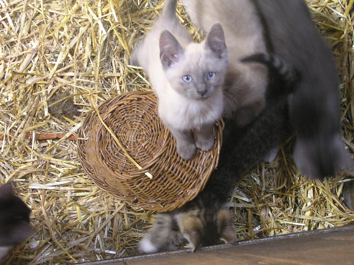 Blanding af racer kildelunds hvidkål billede 2