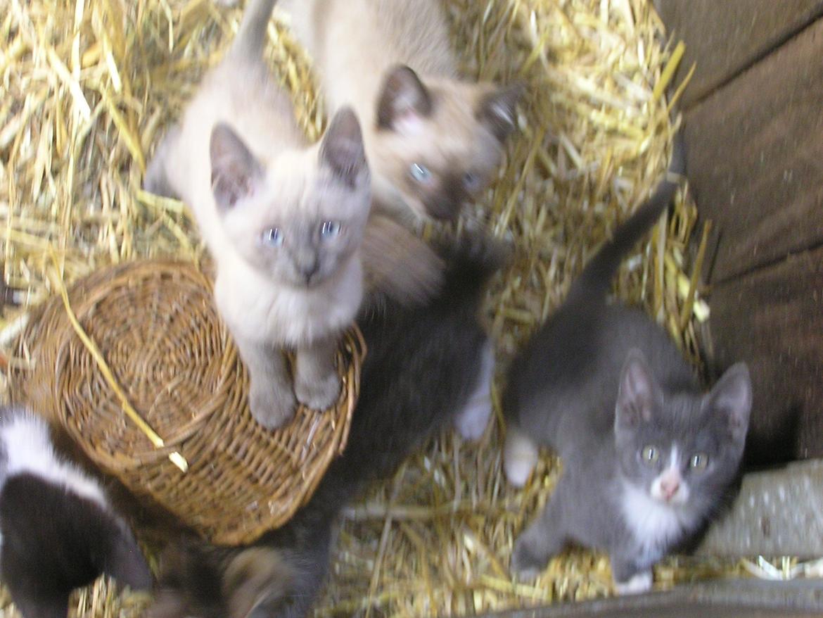 Blanding af racer kildelunds hvidkål billede 3