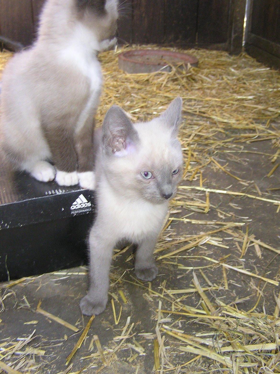 Blanding af racer kildelunds hvidkål billede 4