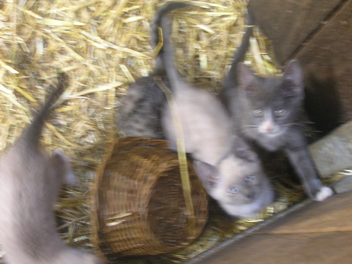 Blanding af racer kildelunds hvidkål billede 5