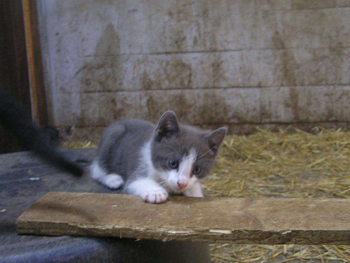 Blanding af racer kildelunds Basse billede 1