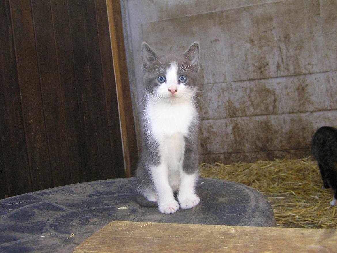 Blanding af racer kildelunds Basse billede 2