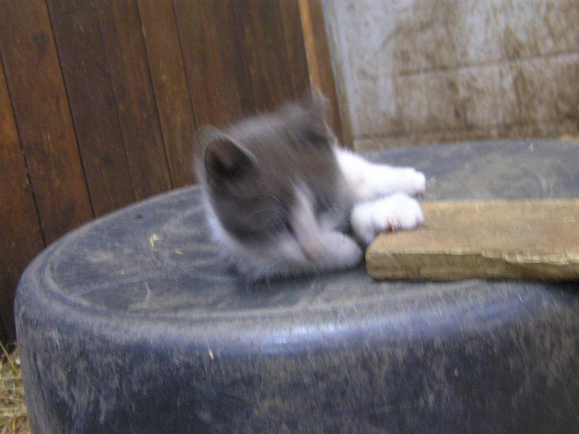 Blanding af racer kildelunds Basse billede 3