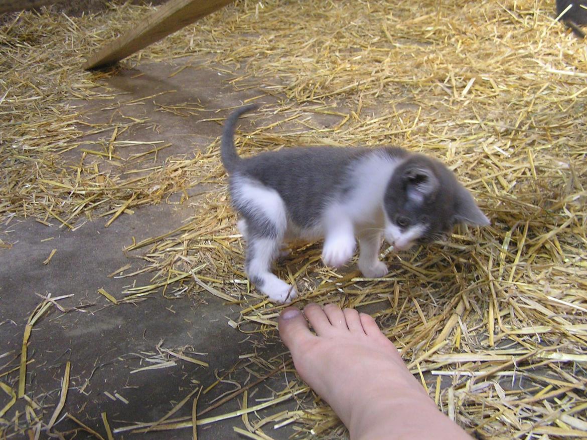 Blanding af racer kildelunds Basse billede 4