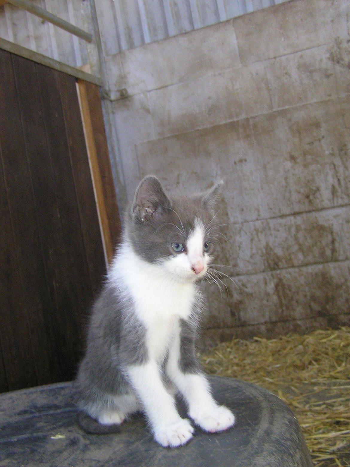 Blanding af racer kildelunds Basse billede 5