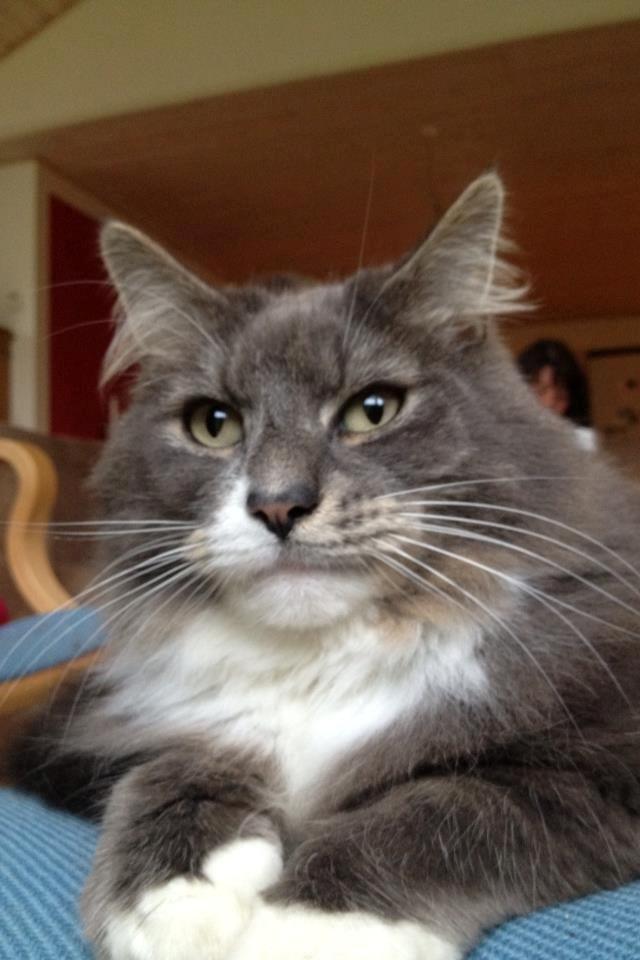 Blanding af racer Laban billede 8