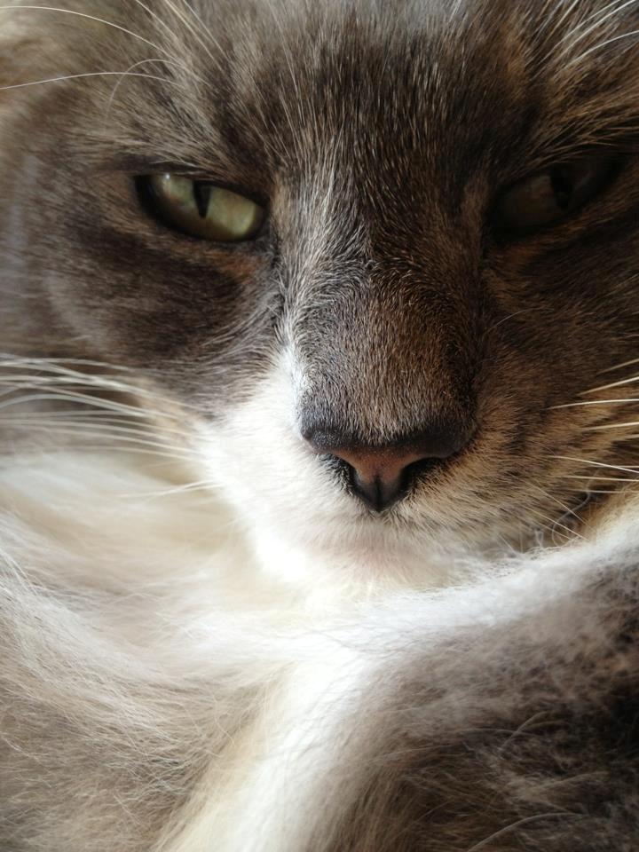 Blanding af racer Laban billede 1