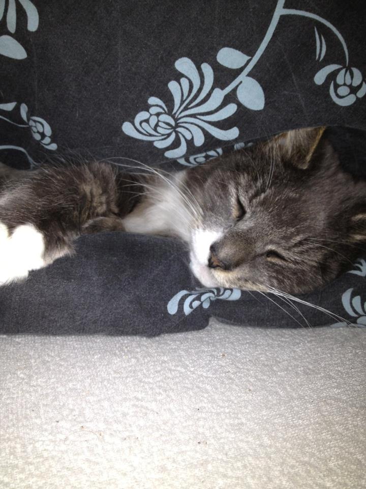 Blanding af racer Laban billede 9