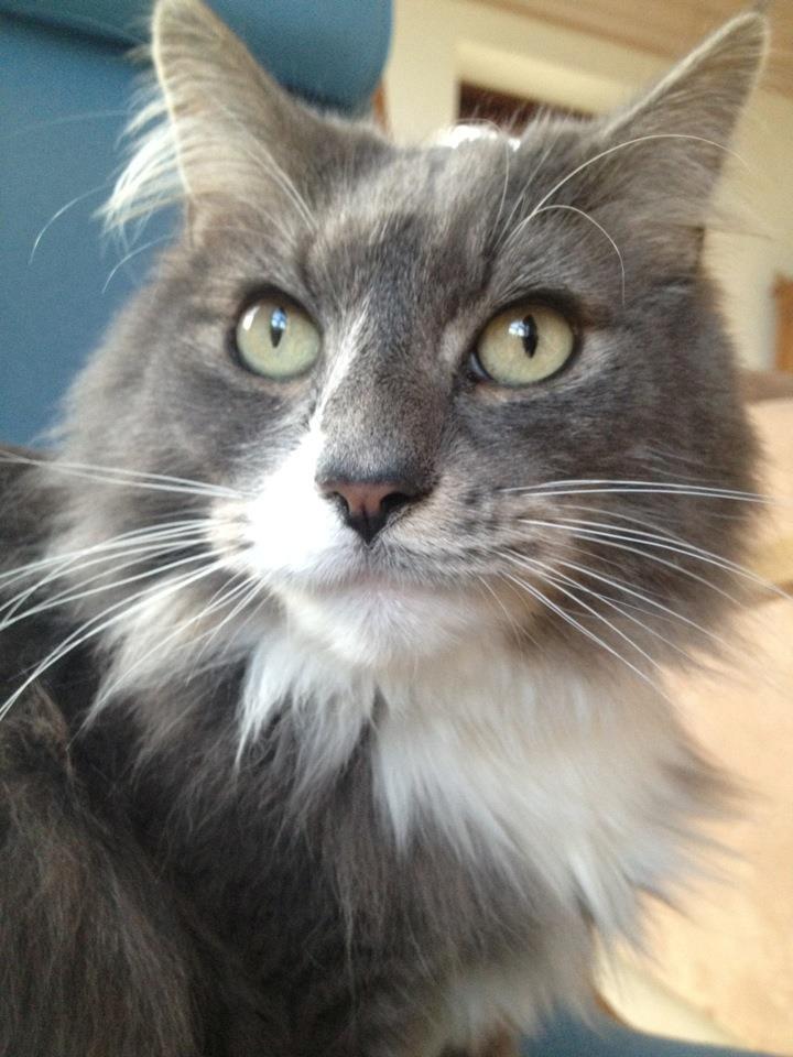 Blanding af racer Laban billede 10