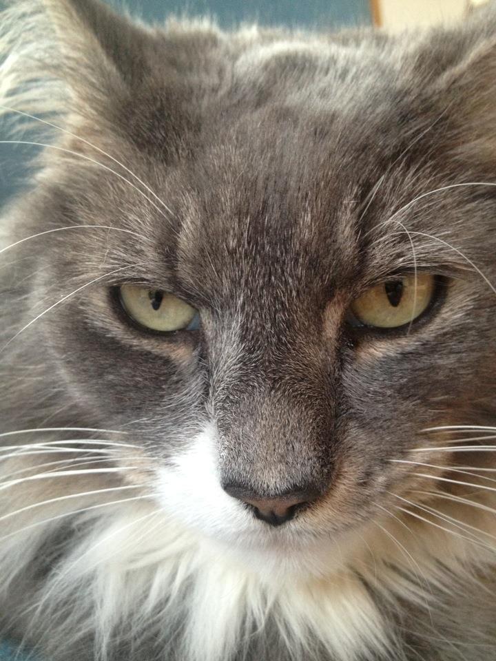 Blanding af racer Laban billede 11